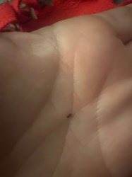 Carpet Beetle (likely Varied Carpet Beetle or Black Carpet Beetle larva)