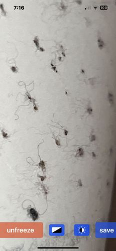Fungus Gnats