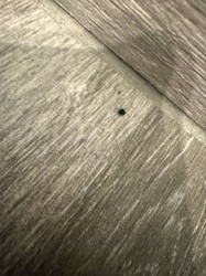 Unidentifiable tiny speck