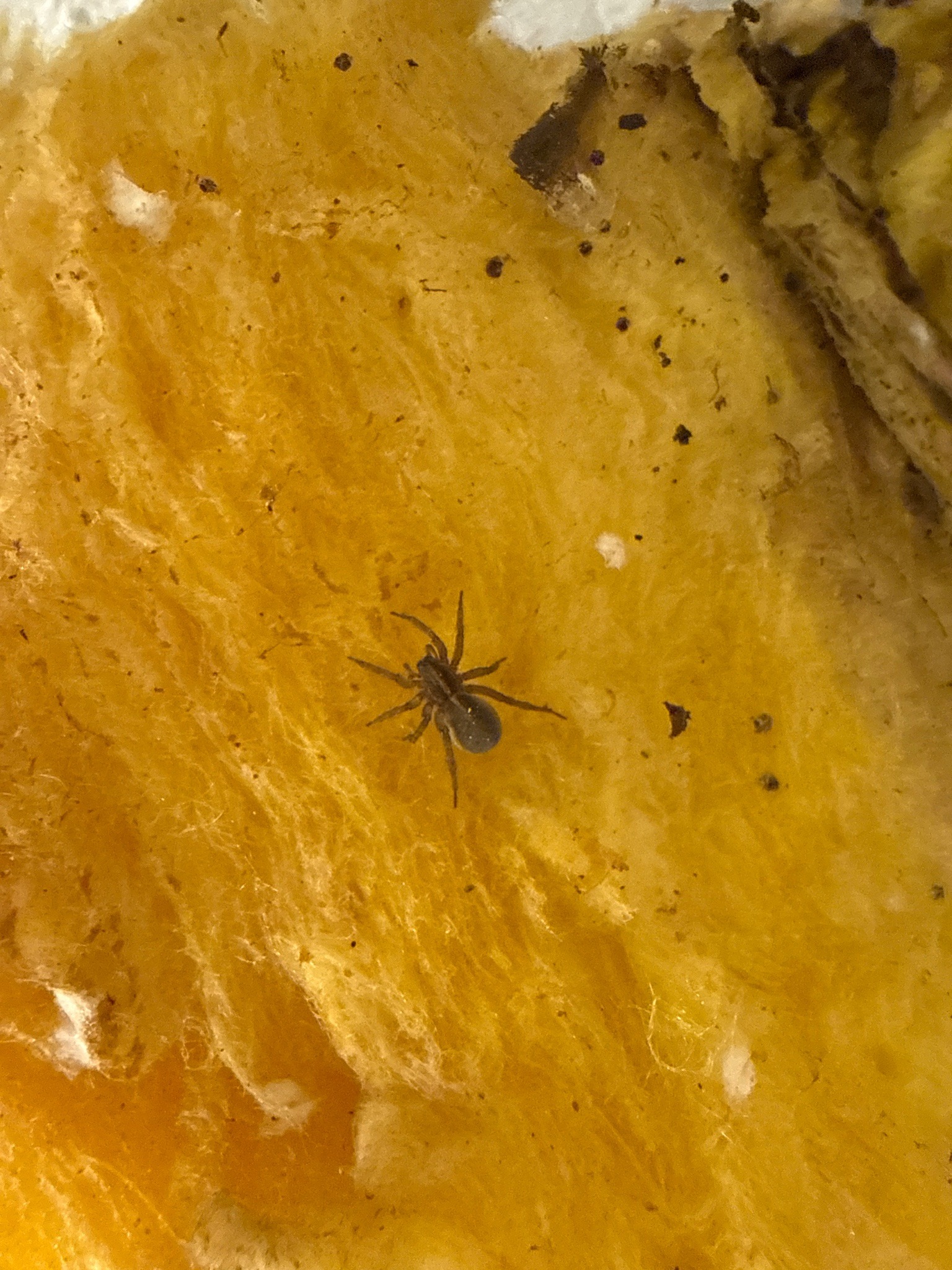 Wolf Spider