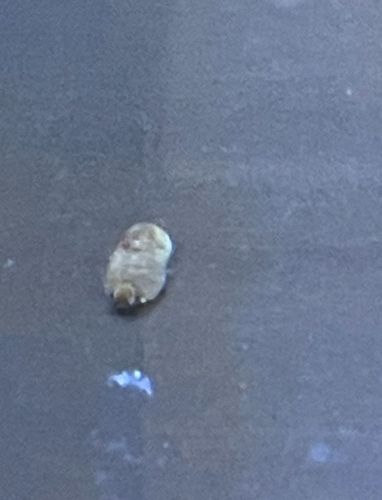 Puss Caterpillar (Southern Flannel Moth Caterpillar)