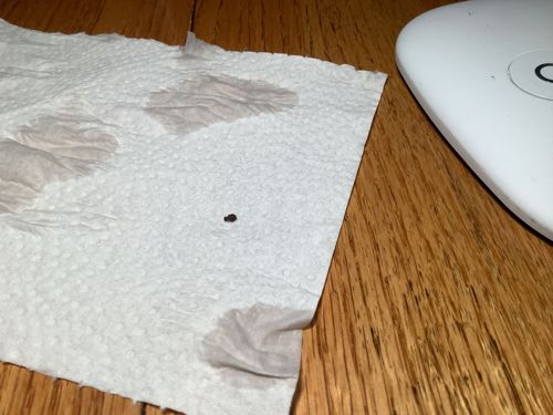 Carpet Beetle (likely Black Carpet Beetle based on appearance)