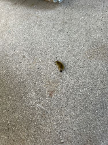 Tussock Moth Caterpillar (likely American Dagger Moth Caterpillar)