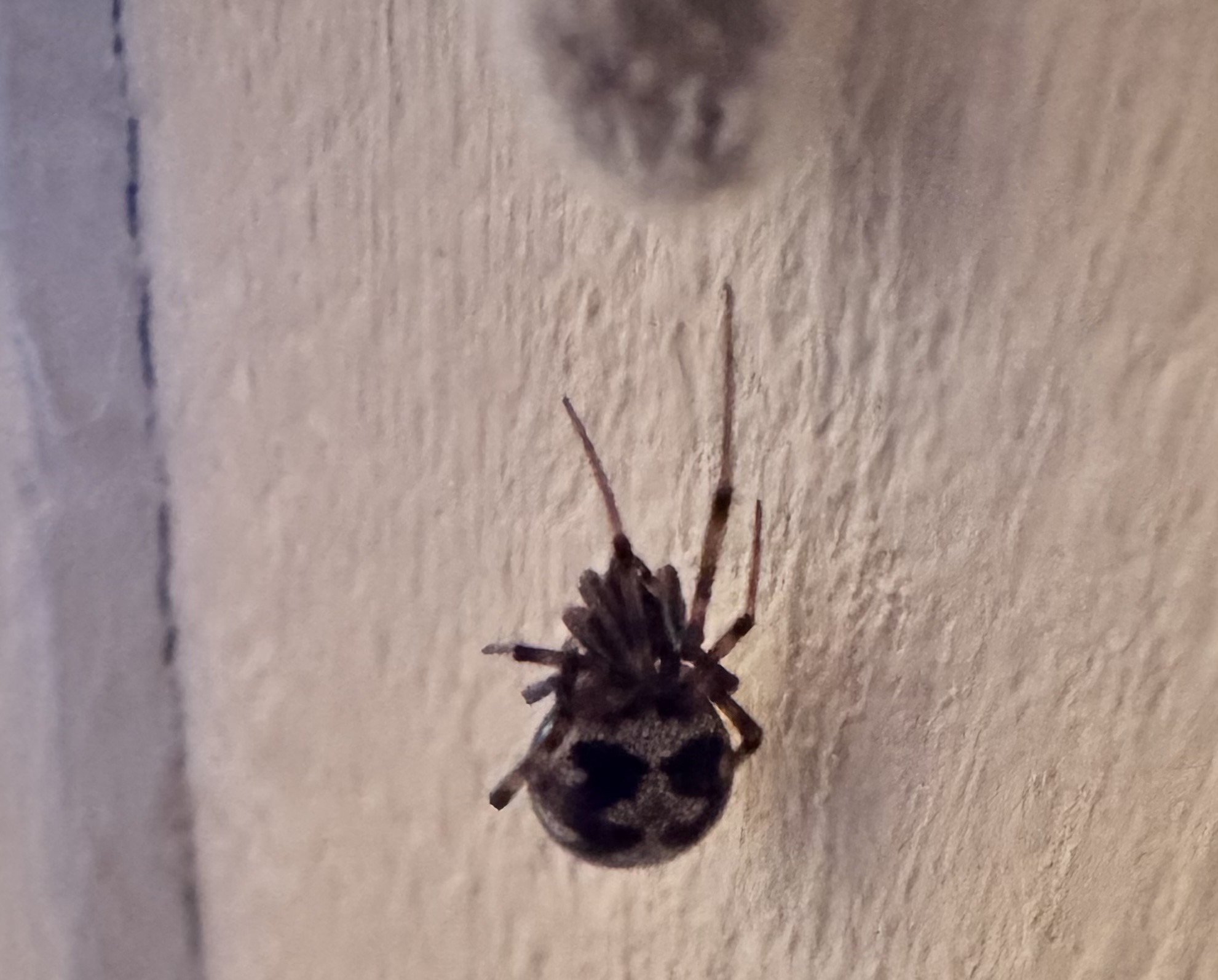 False widow spider
