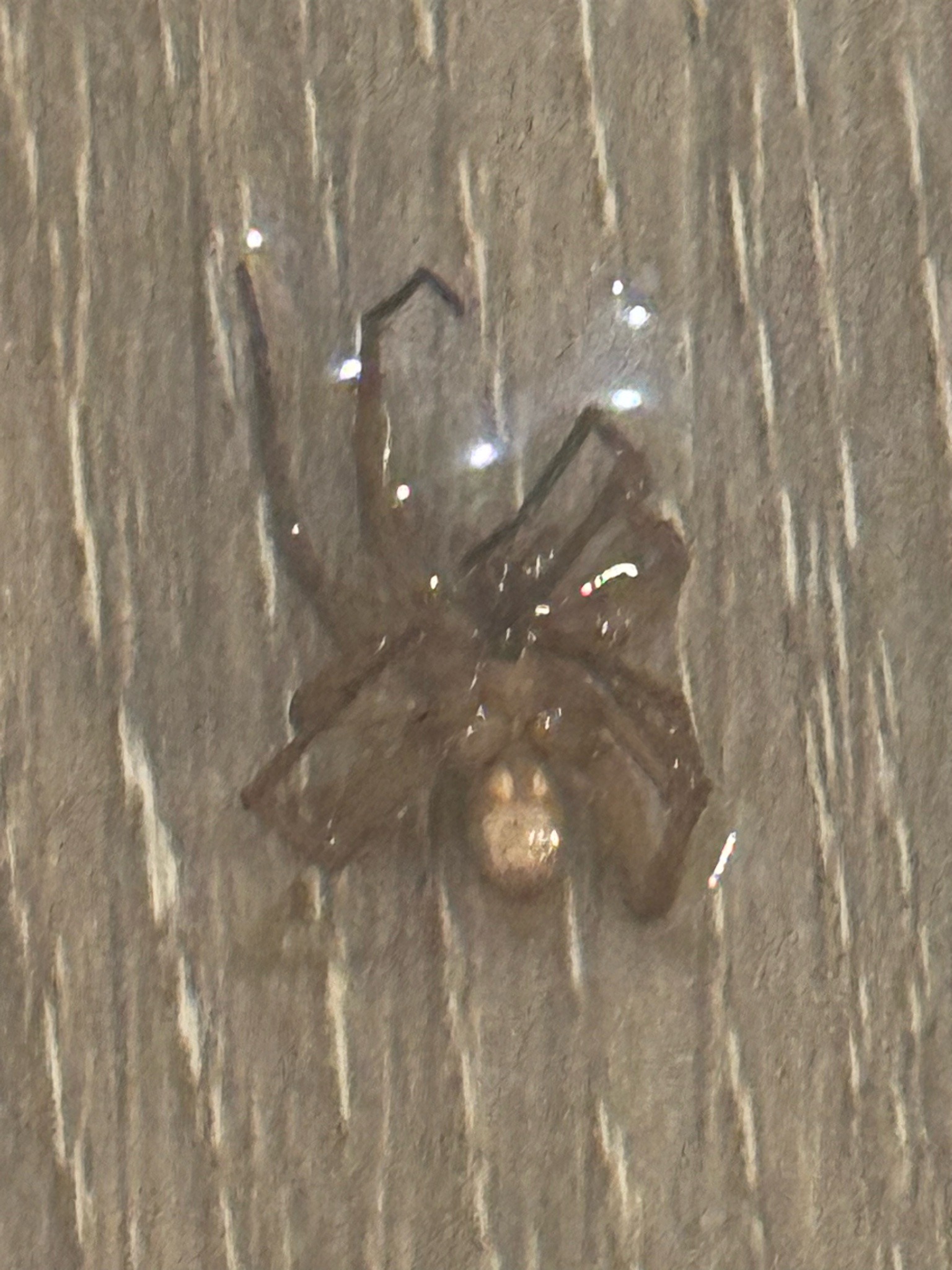 False Widow Spider