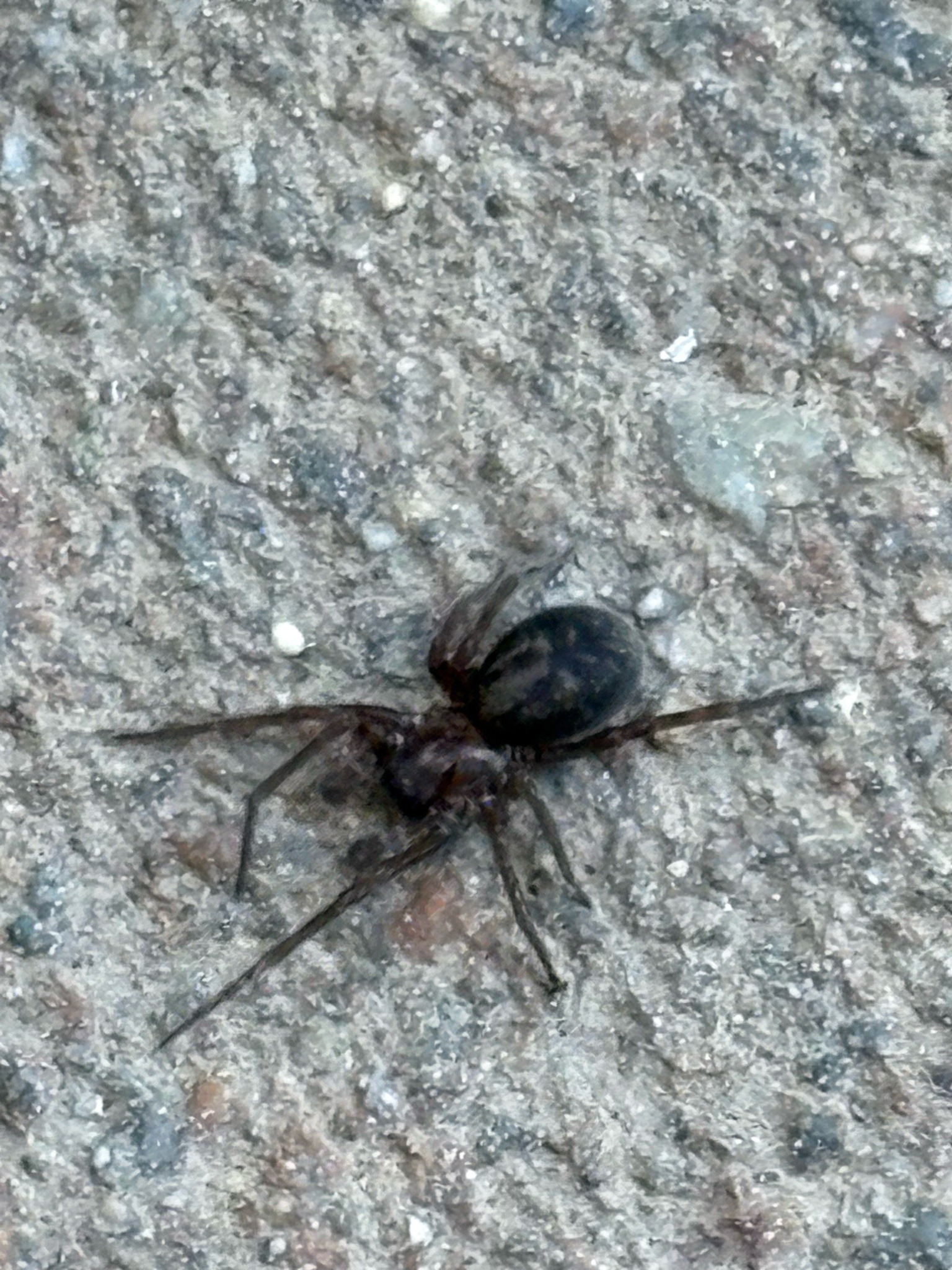 False widow spider (likely noble false widow)