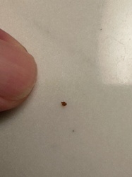 Carpet Beetle (likely Varied Carpet Beetle or Black Carpet Beetle)