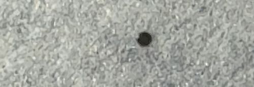 Carpet Beetle (specifically Black Carpet Beetle)