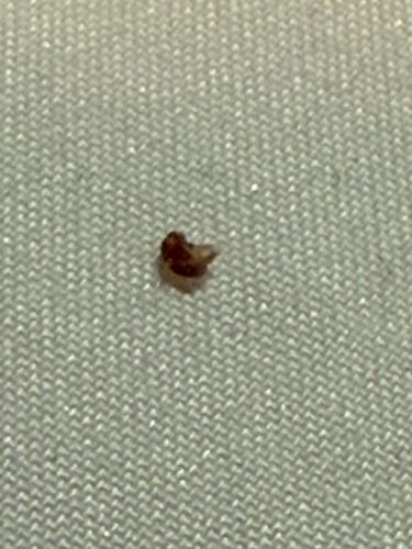 It is not possible to conclusively identify the bug from the provided image due to its blurriness and lack of detail. The image appears to show a small, dark speck, which could be a tiny insect or even non-biological debris. Therefore, detailed information about a specific bug cannot be accurately provided.