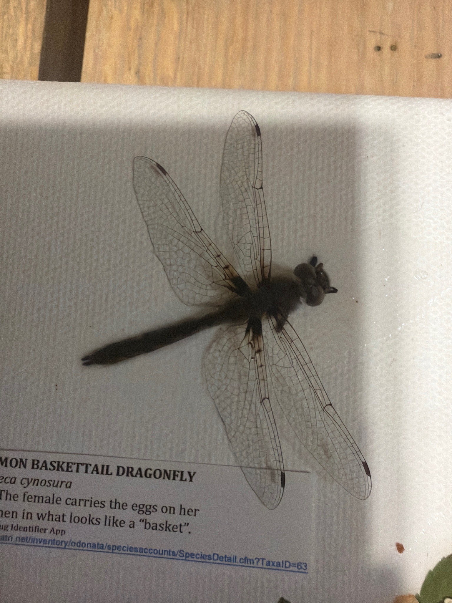 Common Baskettail Dragonfly