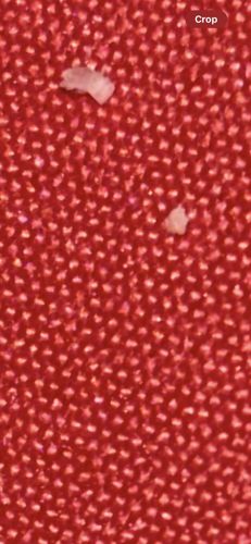 Carpet Beetle Larva (likely varied carpet beetle or black carpet beetle)