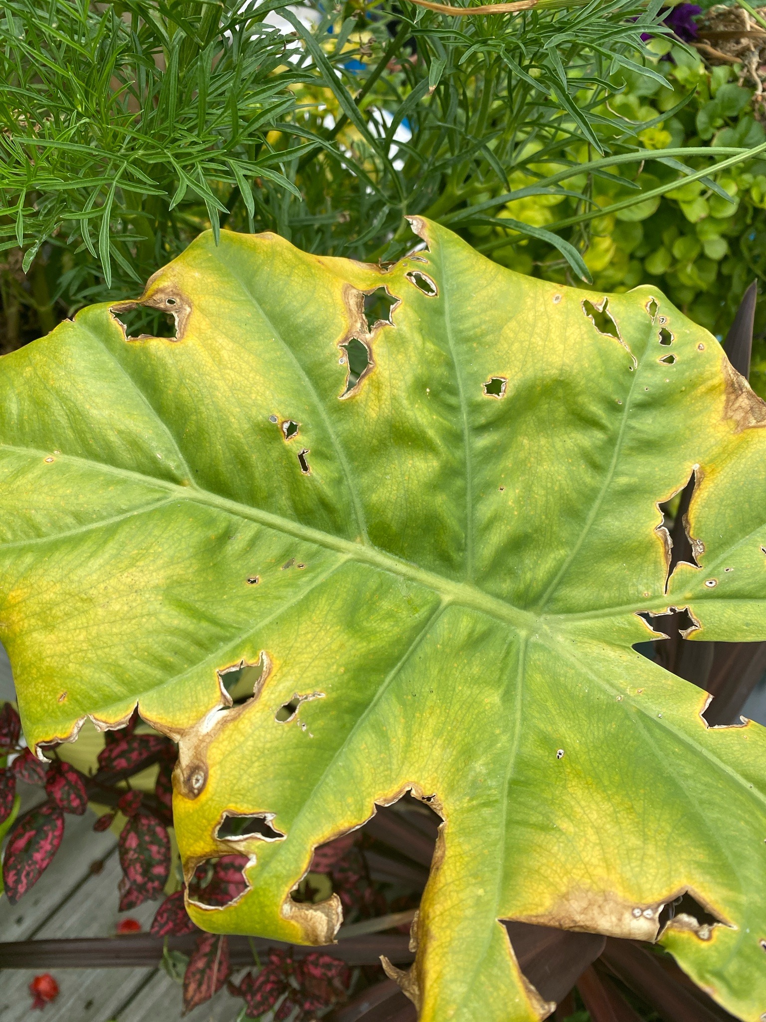 Elephant Ear Plant Slugs / Snails