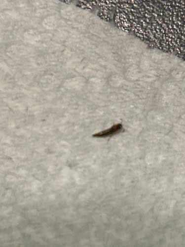 Thrips