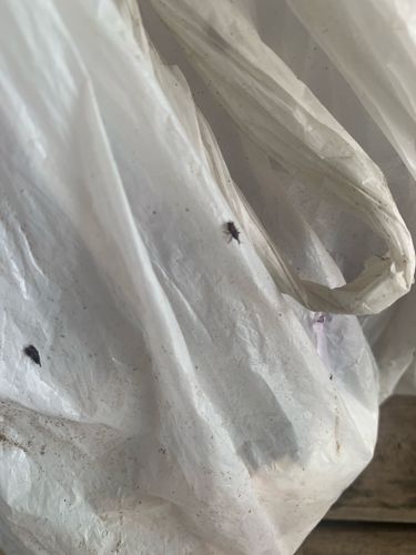 Fungus Gnats