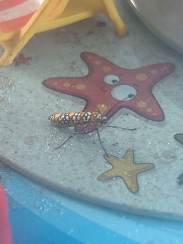 Ailanthus Webworm Moth