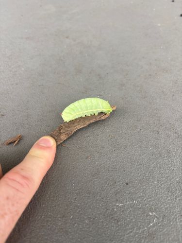 Cloudless Sulphur Caterpillar
