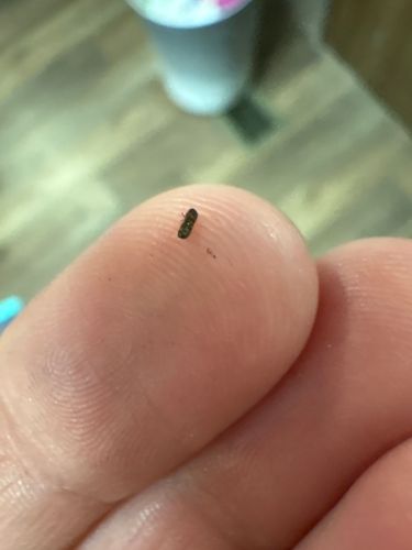 Dermestid Beetle (likely a Carpet Beetle or Larder Beetle)