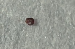 Cigarette Beetle
