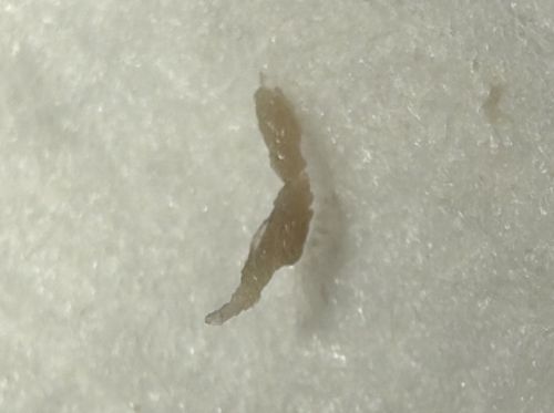 Dried Insect Larva or Skin (likely Carpet Beetle Larva or moth larva)