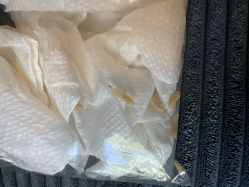 Maggots (Fly larvae)