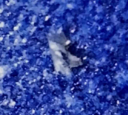 Phereoeca uterella (or similar Plaster Bagworm/Household Casebearer)