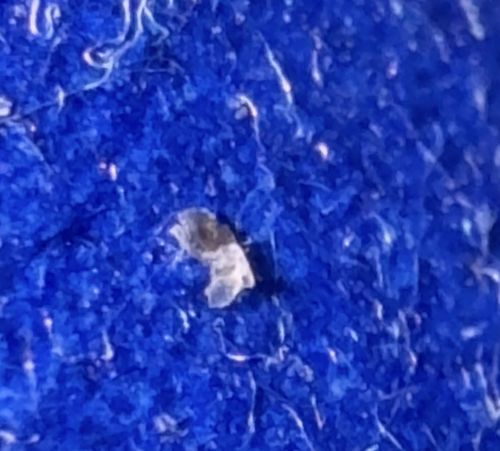 Body Louse