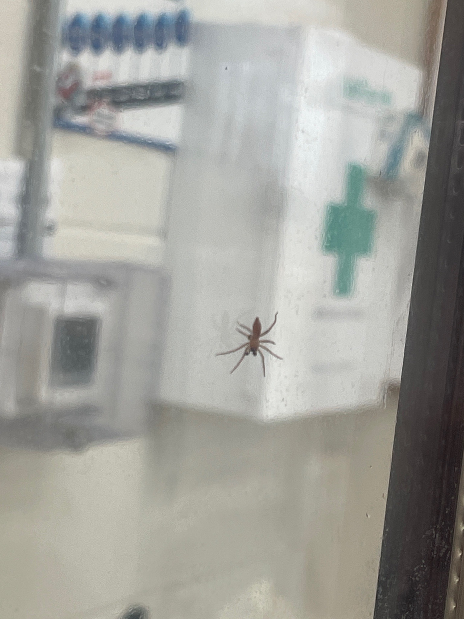 Yellow Sac Spider