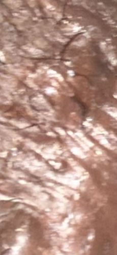 Earthworm