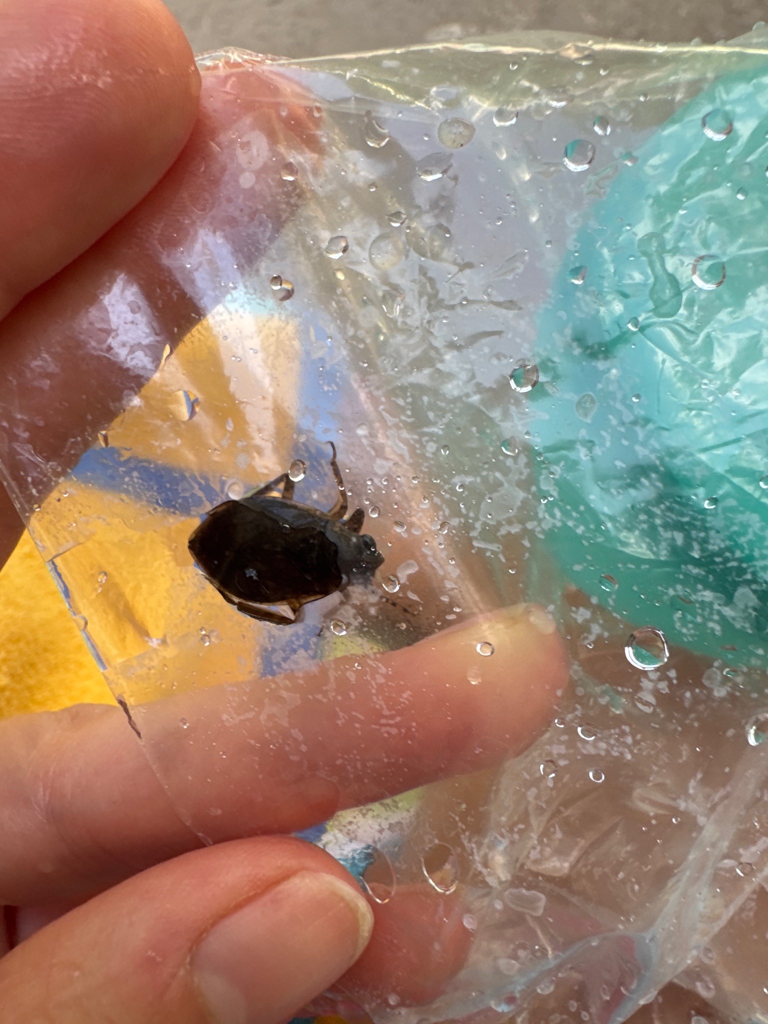 Creeping Water Bug