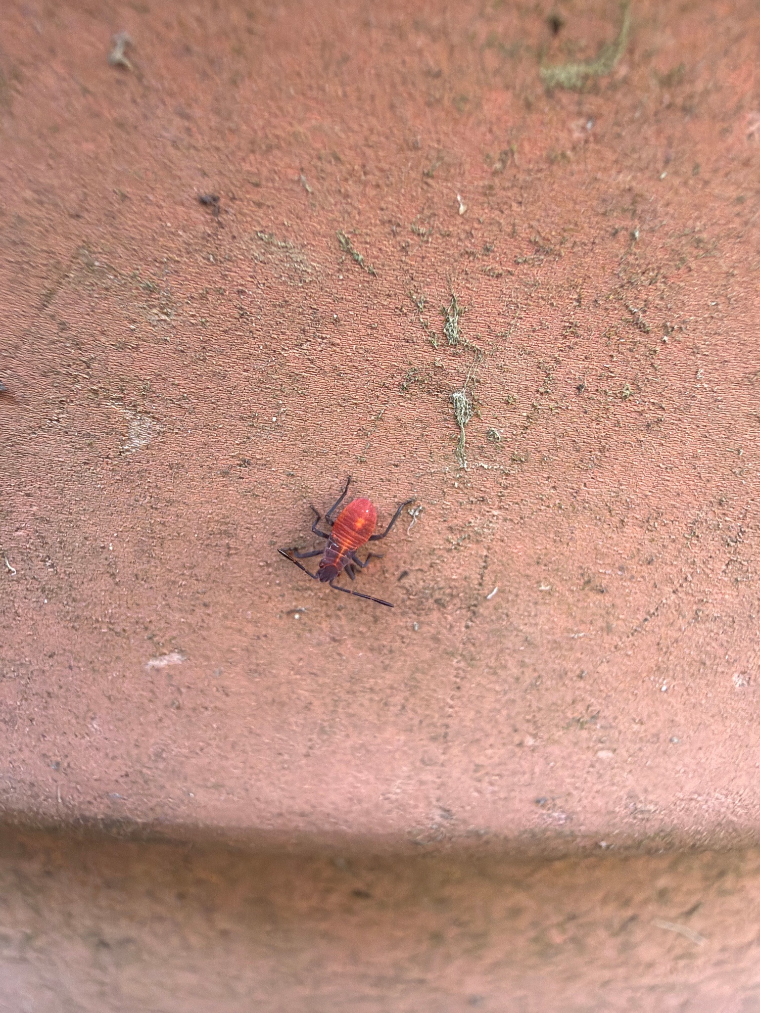 Boxelder Bug (Nymph)