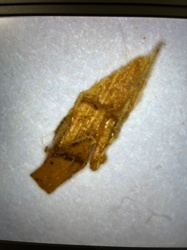 Case-bearing Clothes Moth larva (with case)