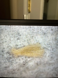 Not identifiable as an insect or bug; appears to be a cluster of fibers/hairs