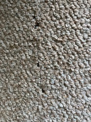 Carpet Beetle (likely Varied Carpet Beetle or Black Carpet Beetle)