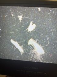 Carpet Beetle Larvae (likely Black Carpet Beetle or Varied Carpet Beetle)