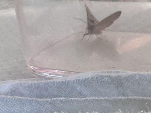 Inland Dottyback (likely common name for this type of Geometer Moth)