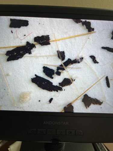 Unable to identify a bug or insect