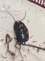 Cockroach Nymph