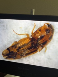 Click Beetle (likely a species of the genus 'Aeolus' or similar patterned Elateridae)