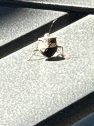 Stink Bug