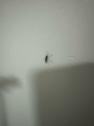 Mosquito