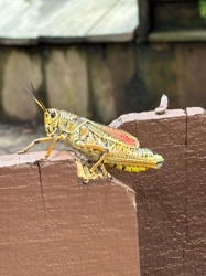 American Bird Grasshopper