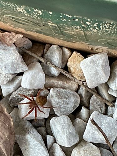 Antmimic Spider
