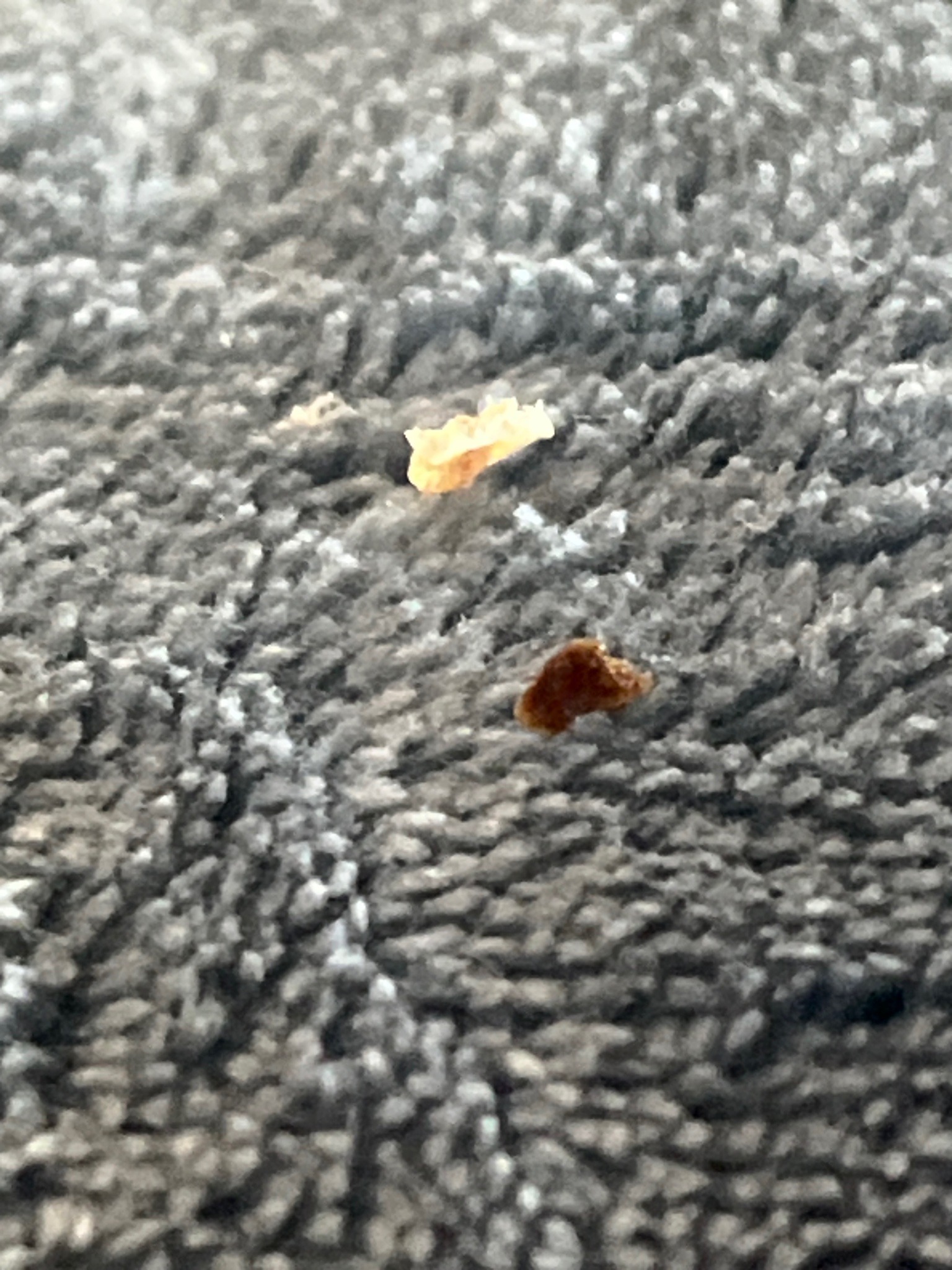 Bed Bug