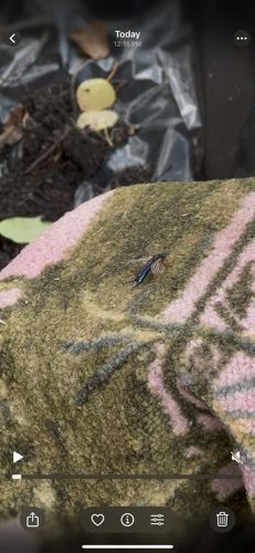 Antlion larva (or 'Doodlebug')