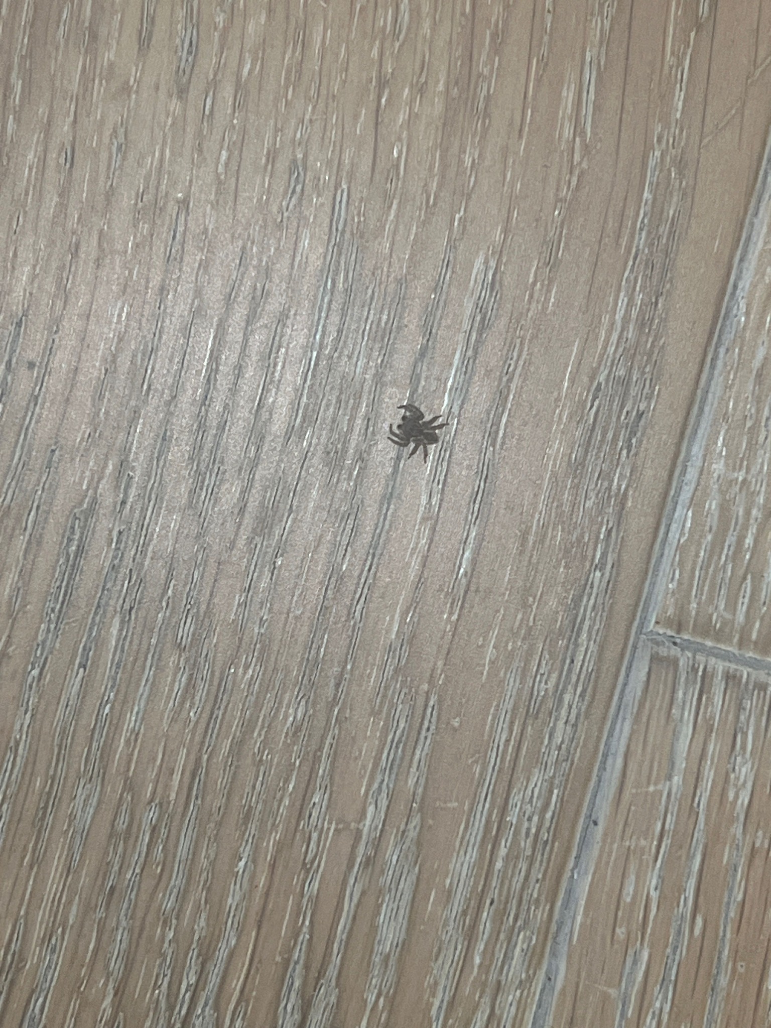Jumping Spider