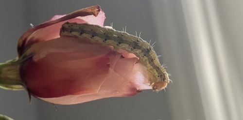 Cabbage Looper (caterpillar stage)