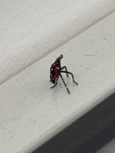Spotted Lanternfly (Fourth Instar Nymph)