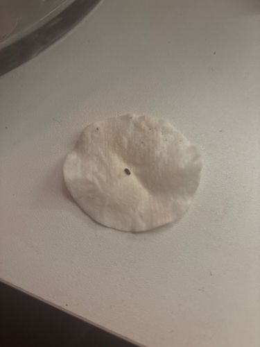 Drugstore Beetle, Bread Beetle, Biscuit Beetle