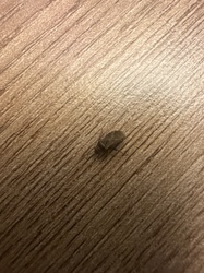 Booklouse or Barklouse