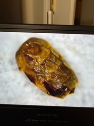 Larder Beetle (larva or pupa)